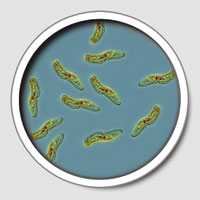 Microorganisms - Pathogens